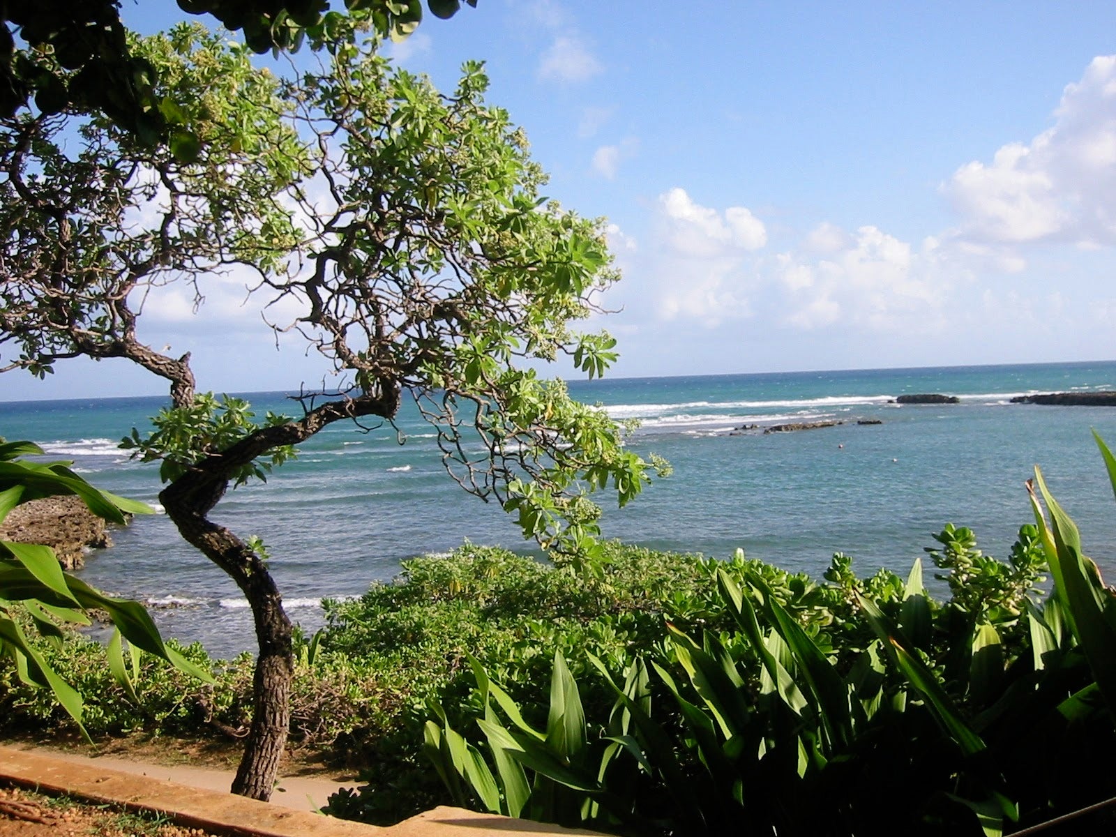 Looking out towards Kahuku Point off Oahu's North Shore